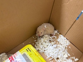 Hong Kong Customs yesterday (February 2) detected a suspected case of illegal importing of animals at the Lok Ma Chau Spur Line Control Point. One suspected illegally imported Petaurus breviceps, five suspected illegally imported mice and one suspected illegally imported hamster, with an estimated market value of about $1,200, were seized. Photo shows the suspected illegally imported mice seized.